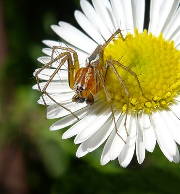 Spindly Spiderby Anna Pha