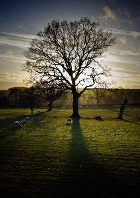 Winter Grazingby Simon Williams