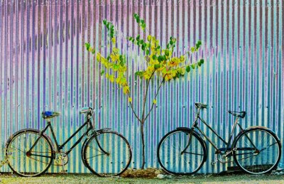 2 Bikes and a Treeby Jacquie Scott