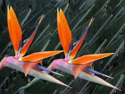Birds of Paradiseby Bob Stephenson