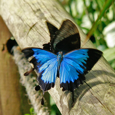 Ulyssess Butterfly