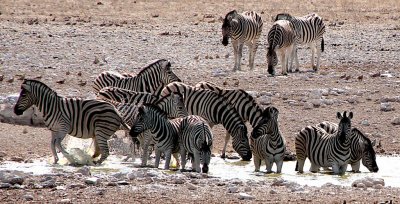 Splashing Zebras