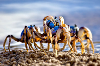 Fighting Crabs*Credit*