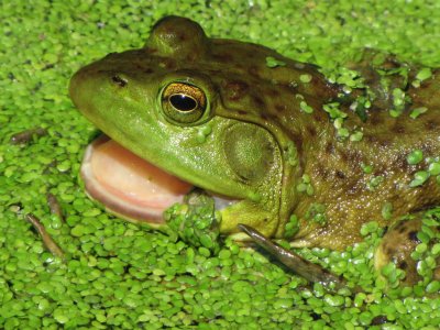 Pond Happy Frog 