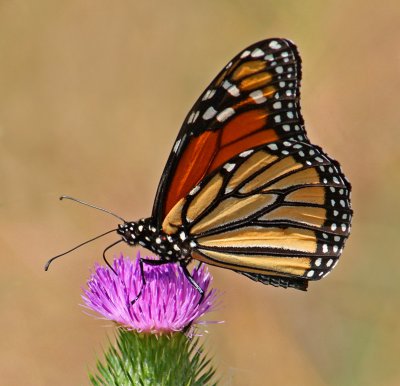 Monarch on Thistle 2