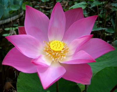 Water Lily<br><h4>*Credit*</h4>