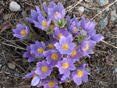 Yukon Wildflowers
