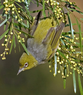 Silvereye Leaping from Wattle Tree*Credit*