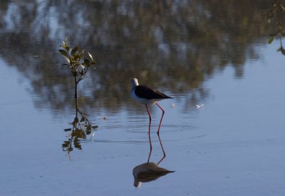 Stilt Reflection-1