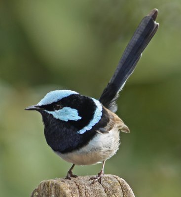 Handsome Wren*Credit*