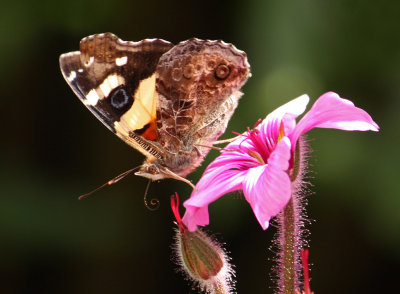 Yellow Admiral