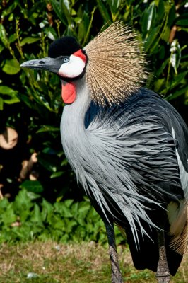 Secretary Bird