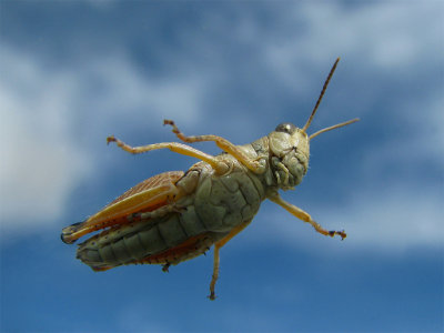 Sky Grasshopper C