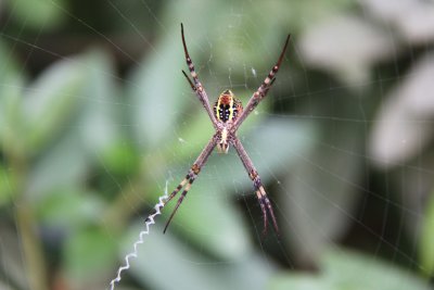 St. Andrews Spider
