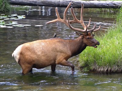 Elk Exiting Stream