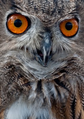 European Eagle Owl*Merit*