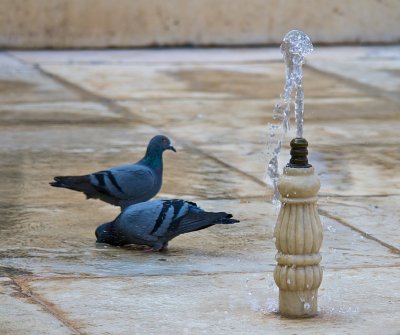 Birds in the Fountain