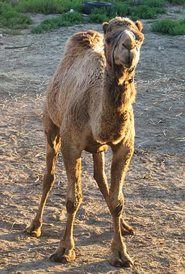 Baby Camel