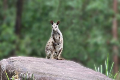 Roo On Rock