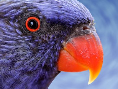 Lorikeet<br><h4>*Credit*</h4>