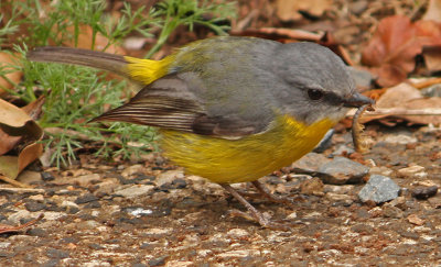 Yellow Robin Eating Yummy Bug*Credit*