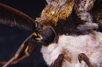 Moth up Close
