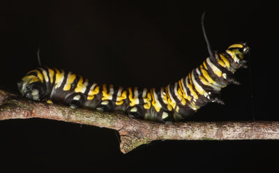 Caterpillar with Silk*Merit*