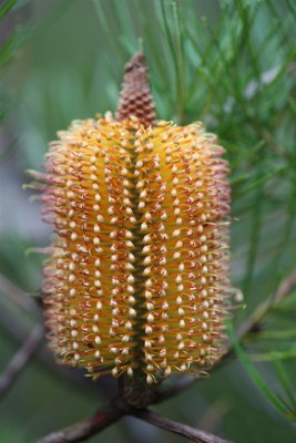 Banksia