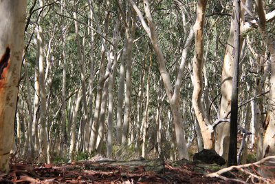 Gum Trees