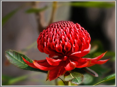 Waratah