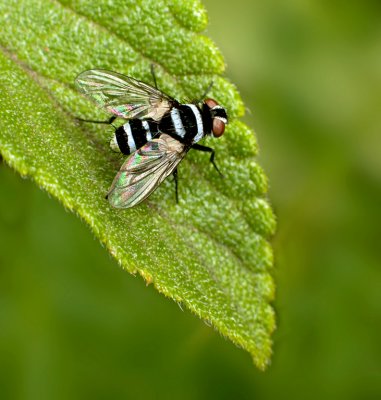 Australian Leafroller Fly