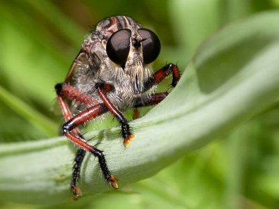 Robber Fly*Credit*
