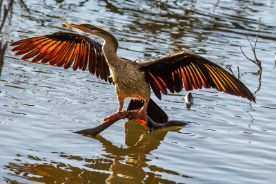 Golden Wings Cormorant*Credit*
