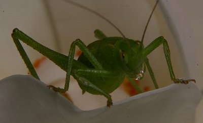 Grasshopper Drinking Dew