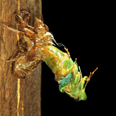 Cicada Emerging 2*Credit*