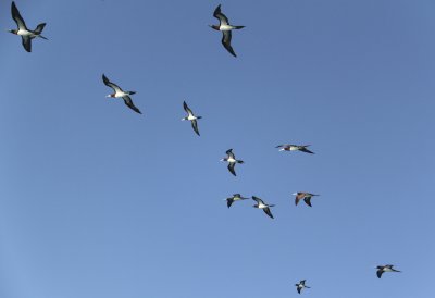 Brown Boobies