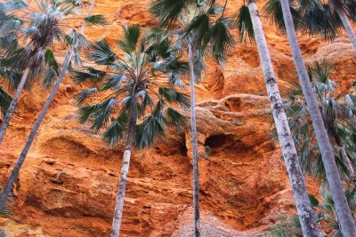 Mini Palms Gorge