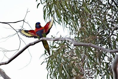 Lorikeet in Tree