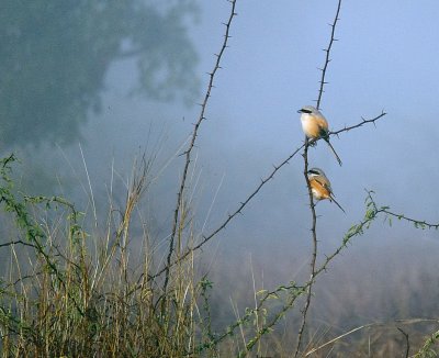 Wild Birds on Shrub Ranthambore Indiab*Credit*