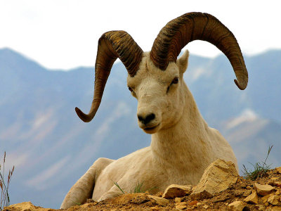 Dall Sheep*Merit*