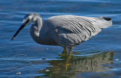 Heron Eating Shrimph*Credit*