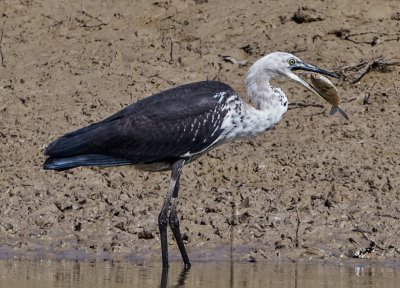 Juv White  Necked Heron with Fish