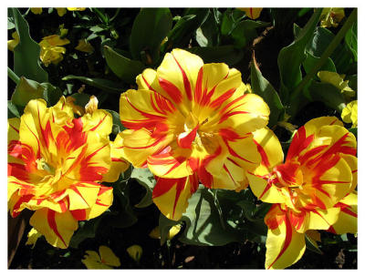 Floriade