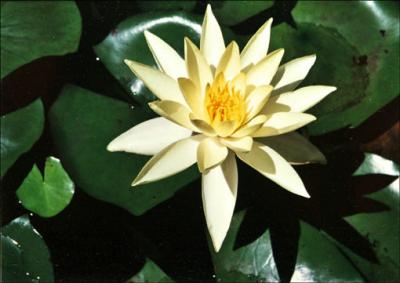 Water Lily