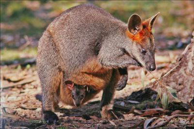 Swamp Wallaby & Joey