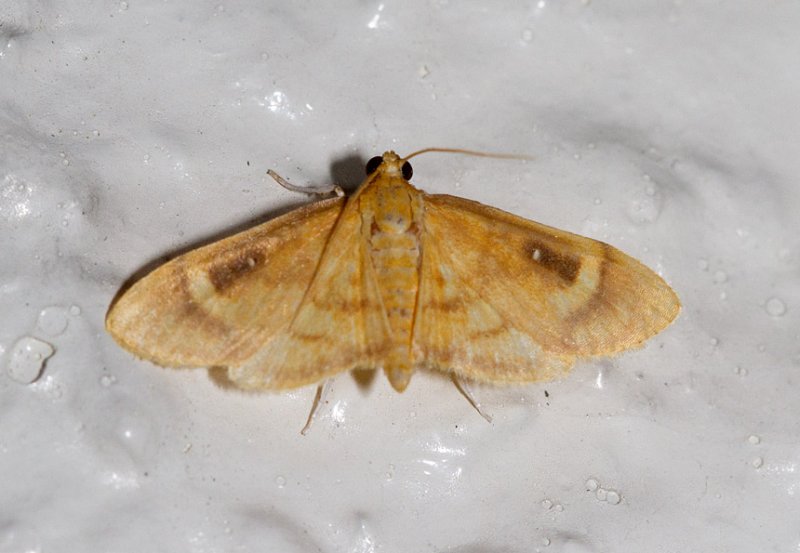 Eusabena sp. nr. monosticatalis