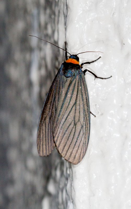 Macrobrochis fukiensis