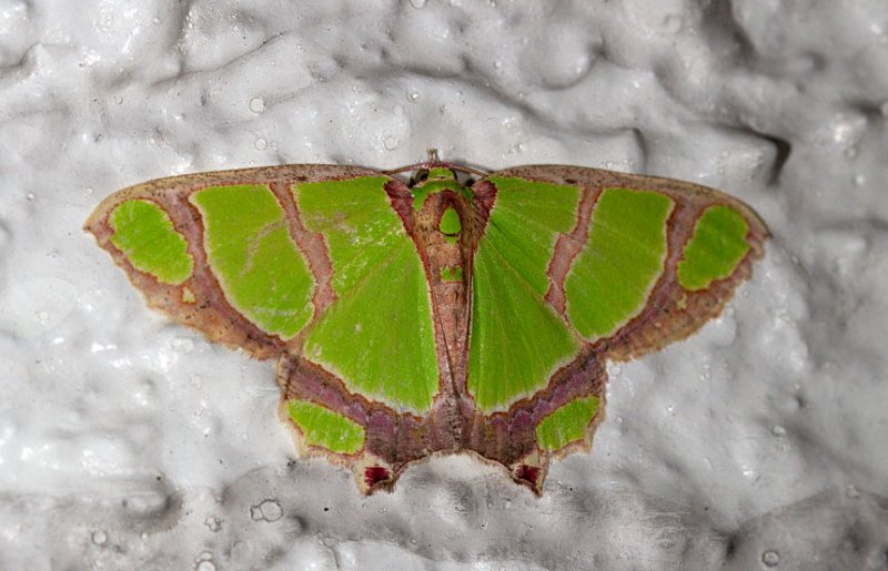 Agathia carissima