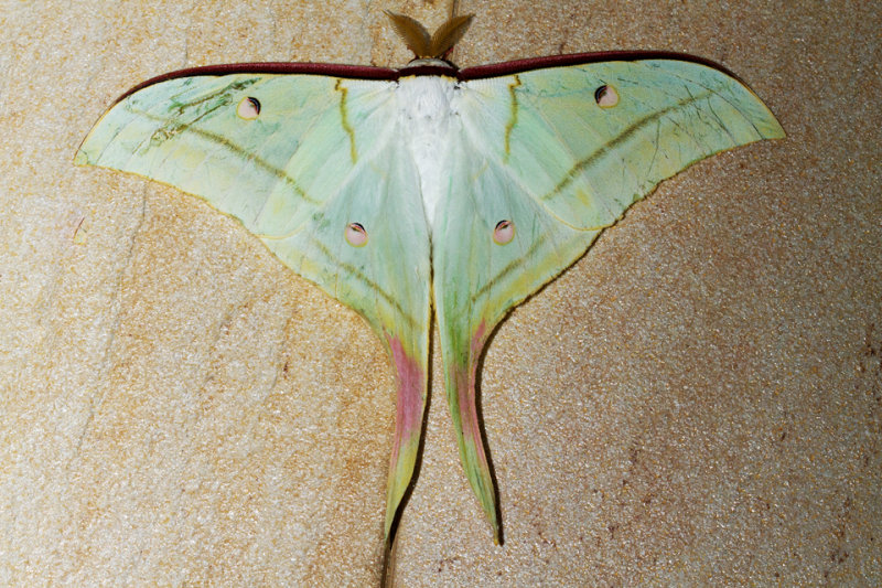 Actias selene