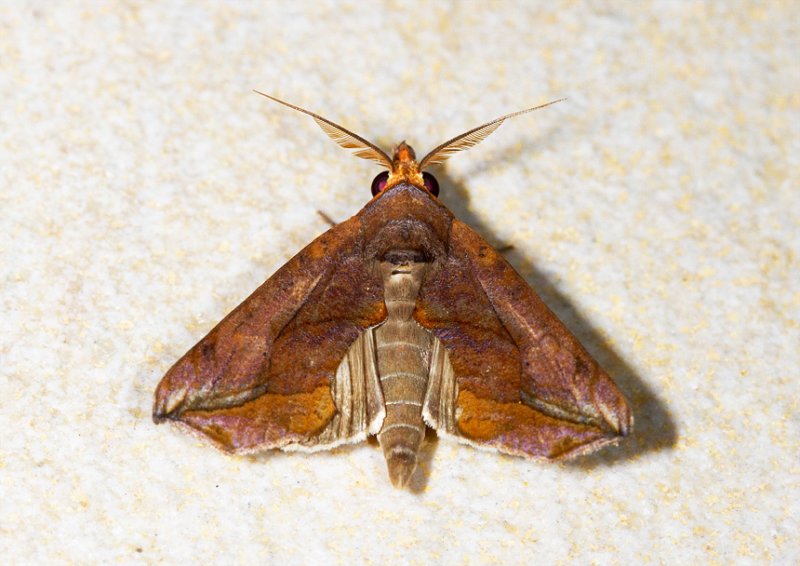 Oraesia emarginata